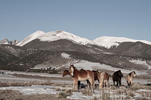 Hopkins, Cindy Miller 아티스트의 USA-Colorado-Music Meadows Ranch Herd of horses with Rocky Mountains in the distance작품입니다.